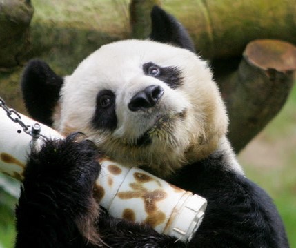 World’s oldest giant male panda, dies aged 35