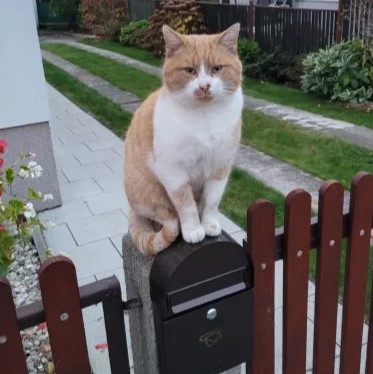 Mailman Reveals The Adorable Reason His Job Isn’t As Boring As People Think