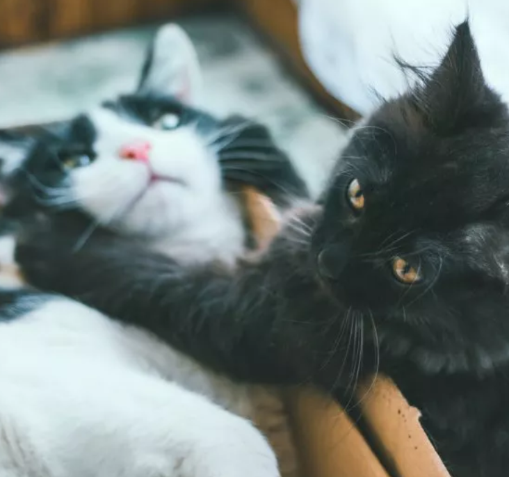 $2,500 Ragdoll Meets Stray Cat for the First Time—Reaction Is Priceless