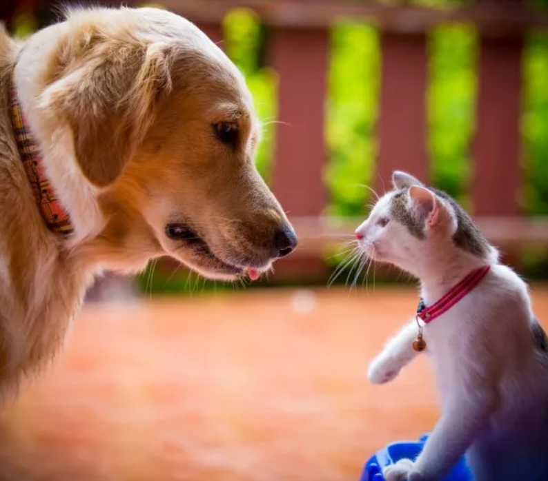 Internet Amused as Cat Still Hates New Puppy Three Months Later