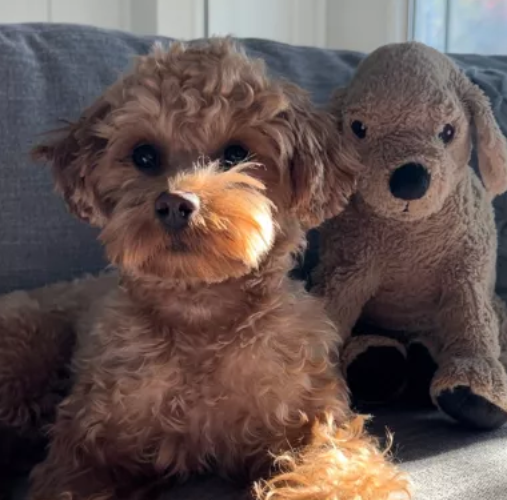 What Goldendoodle Does ‘All Day’ When Owner At Work Breaks Hearts