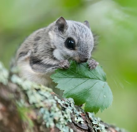 Protecting the Siberian flying squirrel